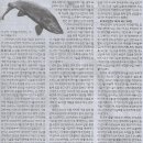 전국 기획/‘춘천이 고향’ K연어, 반도체급 시장 향해 헤엄친다/강원도 내수면자원센터 가보니(민중이 깨어나야 나라가 바로 선다) 이미지