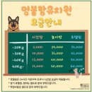 멍블랑 | 부산 해운대 중대형견 유치원 추천 멍블랑유치원 후기