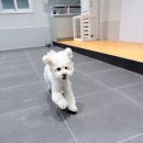 하트강아지 이미지