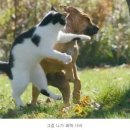 야옹아멍멍해봐 이미지