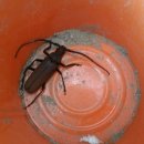 장수하늘소농장 이미지