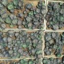 범일농장 이미지