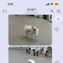 멍지중지 이미지