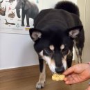 왈왈키친 이미지