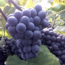 상연농장 이미지