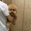 마마독스 이미지