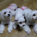 고마워, 강아지 이미지