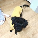 영희와바둑이 애견미용샵 이미지