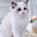 플라워돌스 이미지