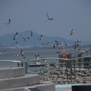 삽교호 관광지 이미지