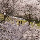 장재리 연화초 주변 | [아산] 아산시민의 추천 벚꽃명소 모음집 / 벚꽃놀이 가볼만한곳