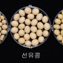선유유통