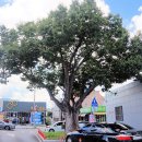 느티나무 이미지