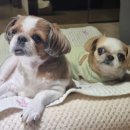 앙꼬맘마 이미지