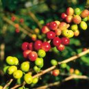 오프닝커피 이미지