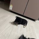 동양애견 강아지분양 고양이분양 | 대전 애견샵 대전 강아지 분양 동양애견 분양부터 목욕방법 사후관리 케어 초보 개엄마 개아빠 다 모여라!