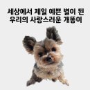 별이와개똥이 이미지