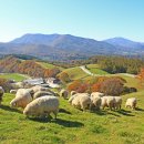 유정목장-2 이미지