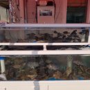 동신횟집 이미지