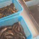 목도민물고기 이미지