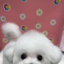 펫마켓 서구점 이미지