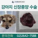 부신메디칼 | 13살 강아지 신장종양 수술 신장암 수술 후기