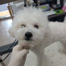 애견미용실 이미지