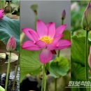연꽃 - 춘천시 스무숲1길 36-2 | 연꽃