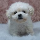 신짱켄넬 이미지