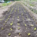 재삼농장 이미지