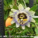 블루스카이 이미지