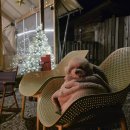 멍커힐 | [애견동반 글램핑장] 지호랑 겨울글램핑 다녀온 후기🐶 애견동반 가능한 평창 뇌운계곡 글램핑