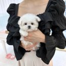 댕스마일 이미지