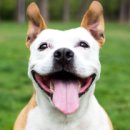 강아지랑 이미지