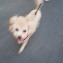 바비눈썹 네이버블로그