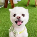 몽개구름 | 인천 간석동 애견미용 가위컷 전문샵 &#39;몽개구름&#39; 곰돌이컷 후기