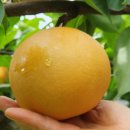 대봉사슴 이미지