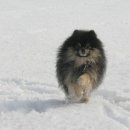 골든힐폼 이미지