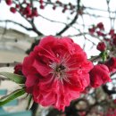 대구여자상업고등학교 이미지