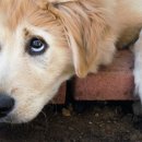 해오름동물병원 이미지