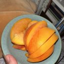 도그파파안 이미지