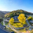 능주향교 은행나무 이미지