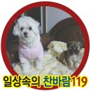 개똥이 이미지