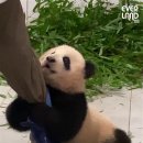 쭈 이미지
