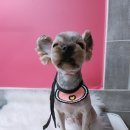 위드독스 샵 이미지