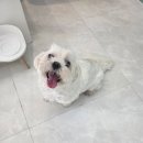 시원애견 | 수원애견미용실 바움펫에서 시원하게 미용하고 온 후기