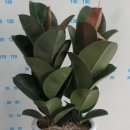 인도고무나무(Rubber Plant) 이미지