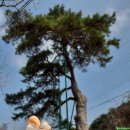 원주굽이길 2코스 700년 노송길 이미지
