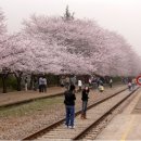 감문역사문화전시관 전시실+다목적실+야외공연장 | 진해벚꽃축제-벚꽃축제&amp;꽃망울 가득한 진해벚꽃축제와 벚꽃축제기간 (2012년4월1일~4월10일)