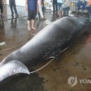 달꿈고래